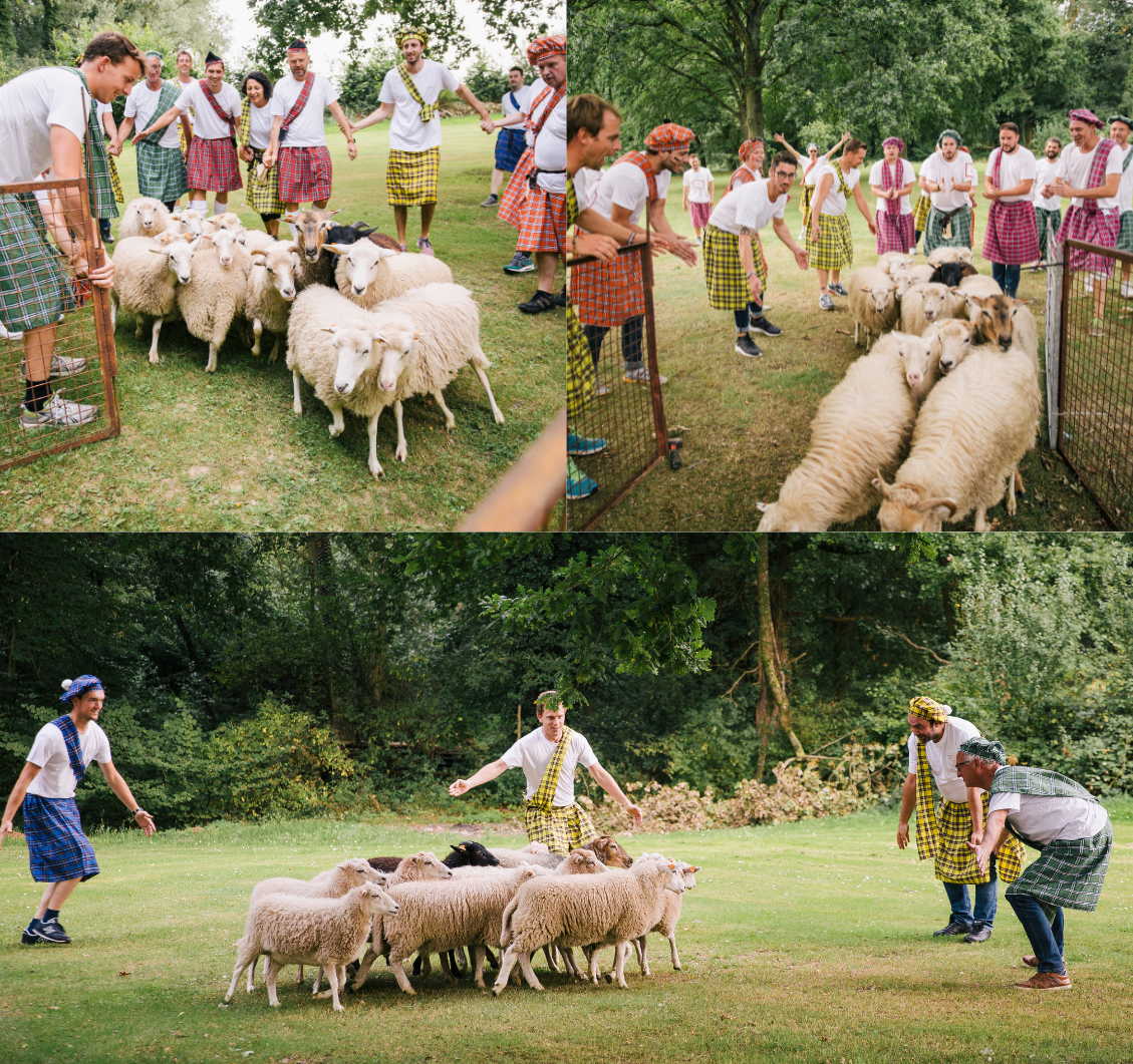 nieuwe teambuilding leuke teambuilding schapendrijven sheep herding sheep floating sheeps 2023